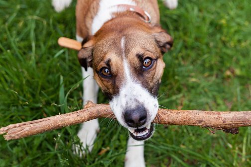 A dog in the grass holding a large stick in its mouth, looking up playfully.